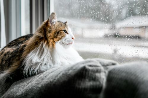 Gia Nhu Nguyen Si Kha • Rainy Day Memories • 2023
