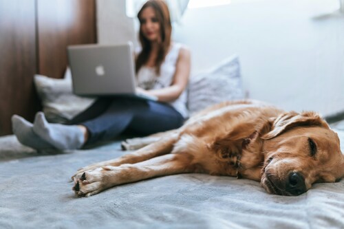7 Effective Ways To Stop Your Dog From Biting Their Leash